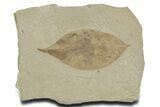 Fossil Coffeetree Leaf (Gymnocladus) - Utah #356120-1